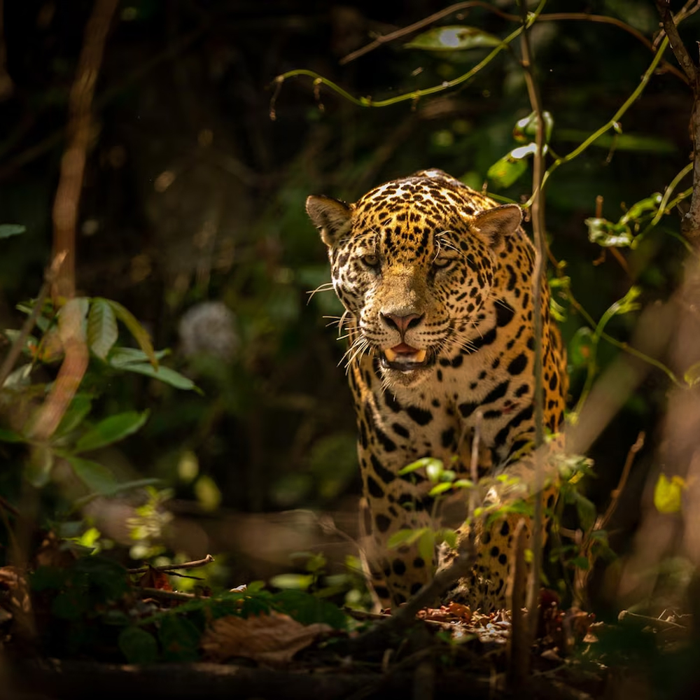 Amazonas-lets travel (7)